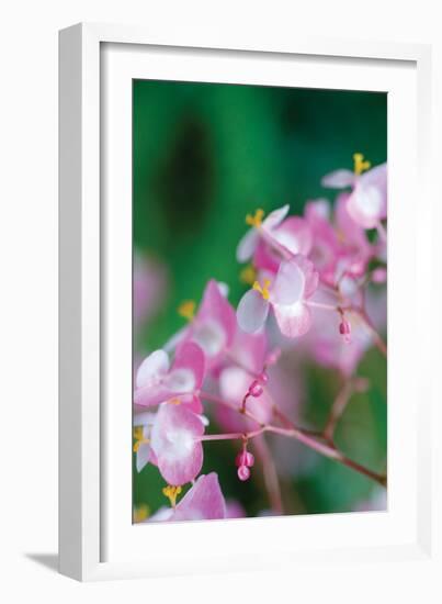 Delicate Begonia II-Erin Berzel-Framed Photographic Print