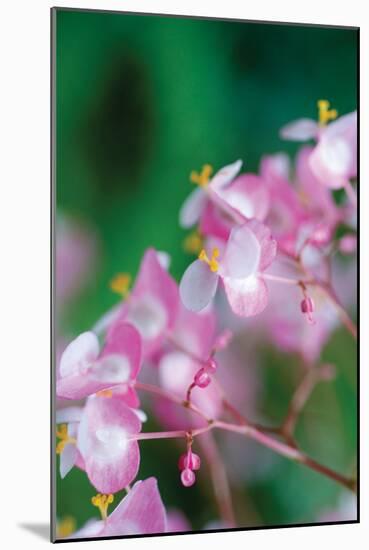 Delicate Begonia II-Erin Berzel-Mounted Photographic Print
