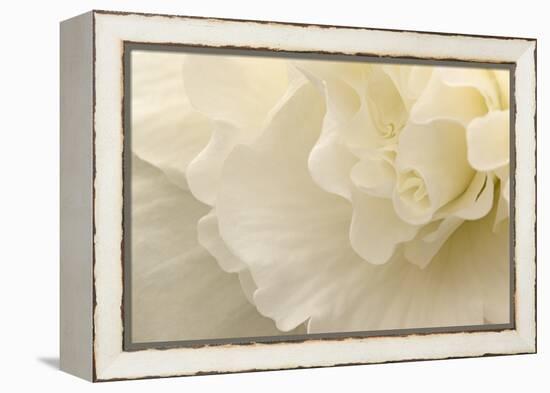 Delicate Begonia II-Rita Crane-Framed Premier Image Canvas