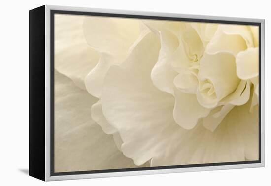 Delicate Begonia II-Rita Crane-Framed Premier Image Canvas