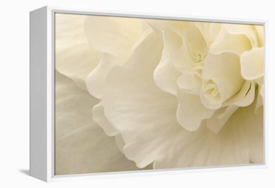 Delicate Begonia II-Rita Crane-Framed Premier Image Canvas