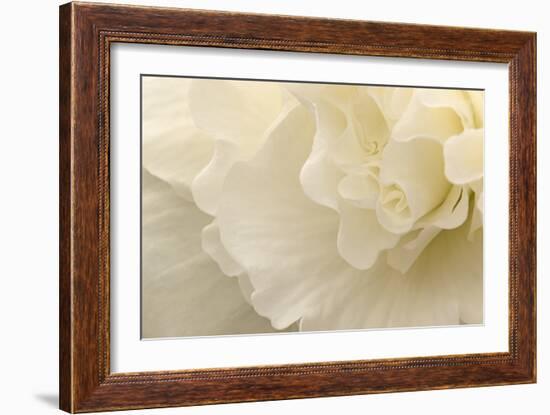 Delicate Begonia II-Rita Crane-Framed Photographic Print