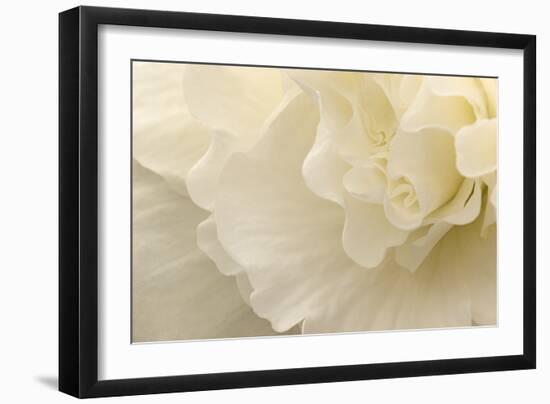 Delicate Begonia II-Rita Crane-Framed Photographic Print