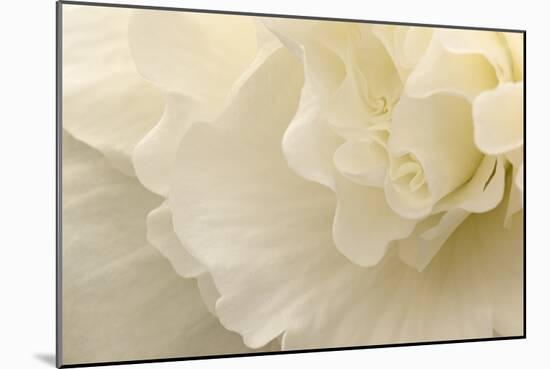 Delicate Begonia II-Rita Crane-Mounted Photographic Print