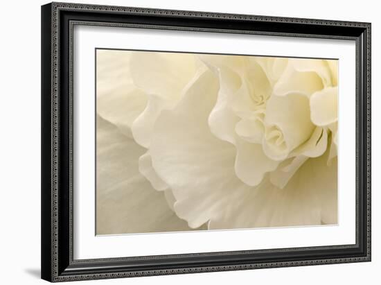 Delicate Begonia II-Rita Crane-Framed Photographic Print