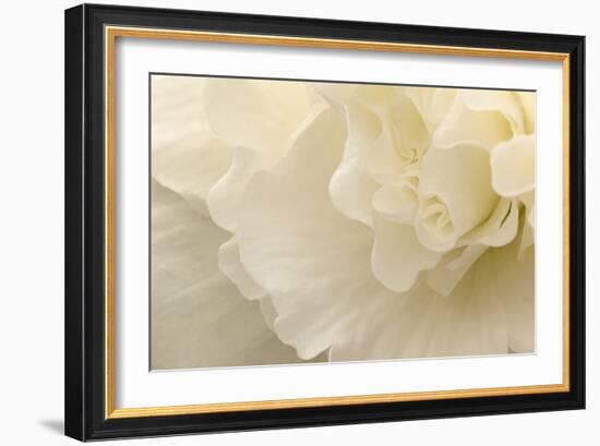 Delicate Begonia II-Rita Crane-Framed Photographic Print