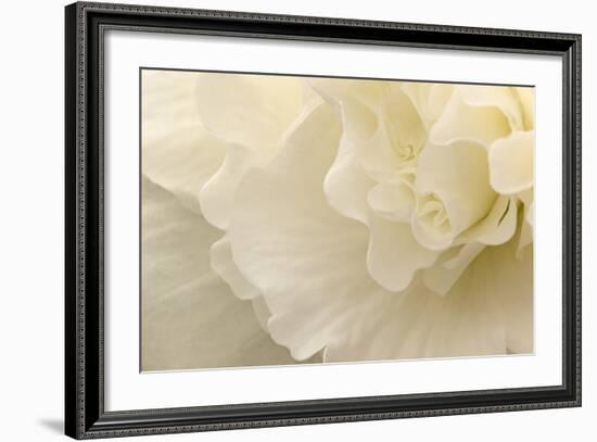 Delicate Begonia II-Rita Crane-Framed Photographic Print