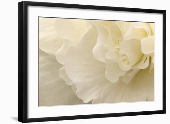 Delicate Begonia II-Rita Crane-Framed Photographic Print