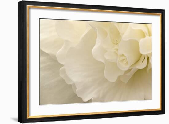 Delicate Begonia II-Rita Crane-Framed Photographic Print