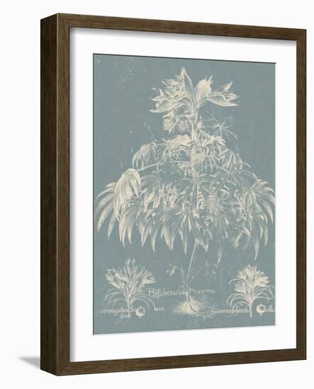 Delicate Besler Botanical I-Vision Studio-Framed Art Print