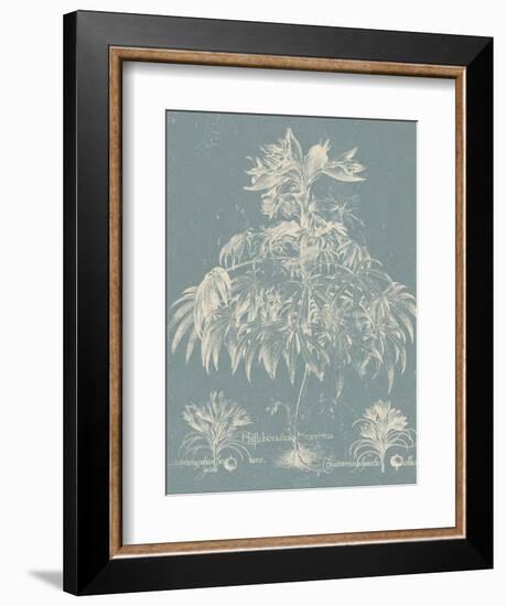 Delicate Besler Botanical I-Vision Studio-Framed Art Print
