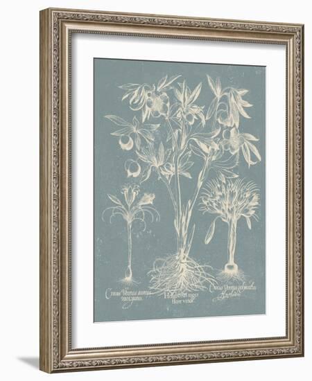 Delicate Besler Botanical II-Vision Studio-Framed Art Print