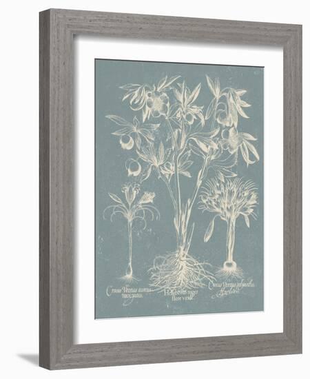 Delicate Besler Botanical II-Vision Studio-Framed Art Print