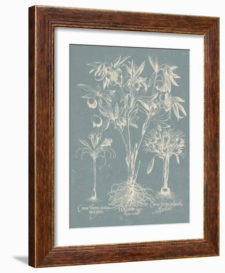 Delicate Besler Botanical II-Vision Studio-Framed Art Print