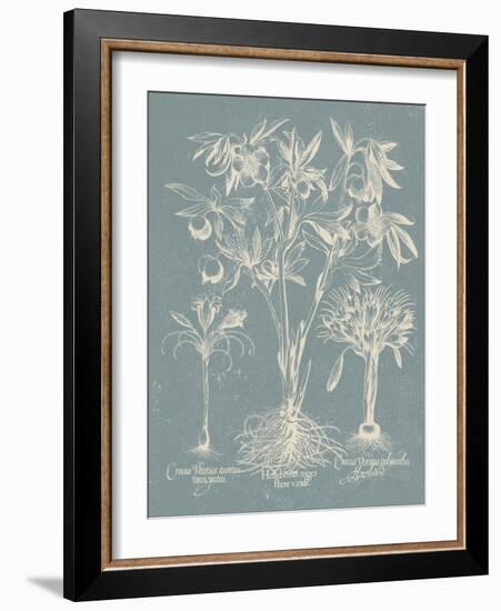 Delicate Besler Botanical II-Vision Studio-Framed Art Print