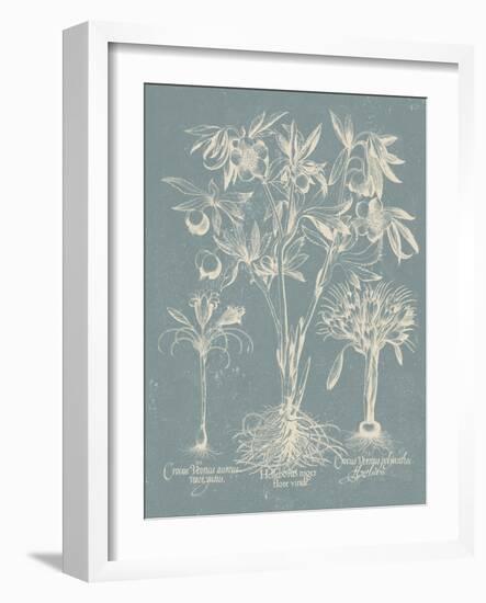 Delicate Besler Botanical II-Vision Studio-Framed Art Print