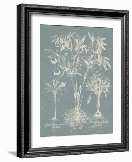 Delicate Besler Botanical II-Vision Studio-Framed Art Print