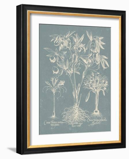 Delicate Besler Botanical II-Vision Studio-Framed Art Print