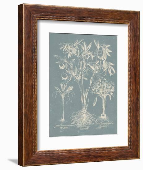 Delicate Besler Botanical II-Vision Studio-Framed Art Print