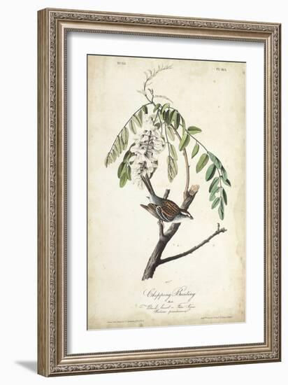 Delicate Bird and Botanical I-John James Audubon-Framed Art Print