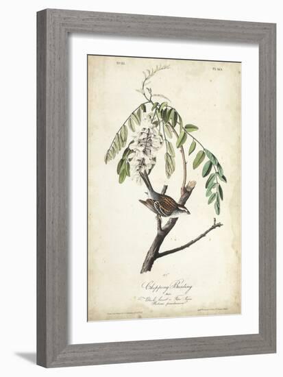 Delicate Bird and Botanical I-John James Audubon-Framed Art Print