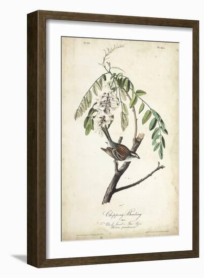 Delicate Bird and Botanical I-John James Audubon-Framed Art Print