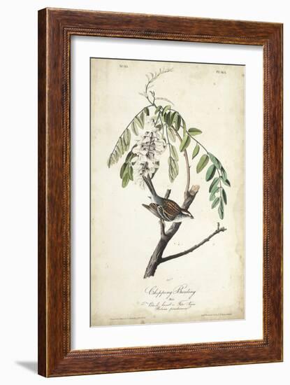 Delicate Bird and Botanical I-John James Audubon-Framed Art Print