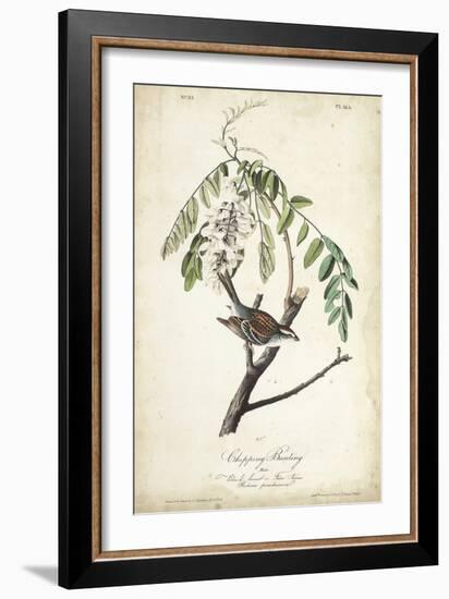 Delicate Bird and Botanical I-John James Audubon-Framed Art Print