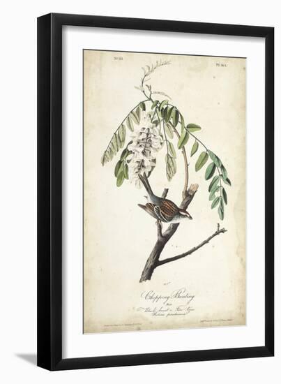 Delicate Bird and Botanical I-John James Audubon-Framed Art Print