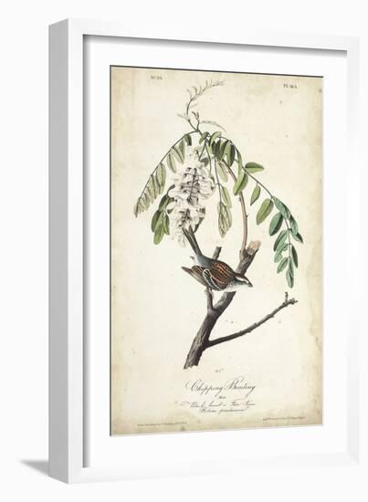 Delicate Bird and Botanical I-John James Audubon-Framed Art Print