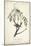 Delicate Bird and Botanical I-John James Audubon-Mounted Art Print