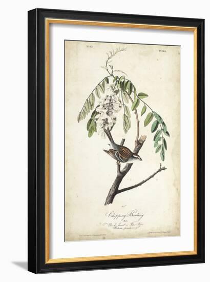 Delicate Bird and Botanical I-John James Audubon-Framed Art Print
