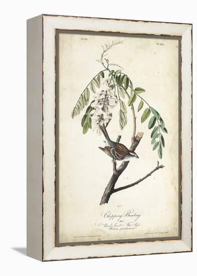 Delicate Bird and Botanical I-John James Audubon-Framed Stretched Canvas