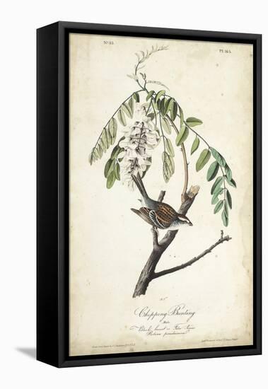 Delicate Bird and Botanical I-John James Audubon-Framed Stretched Canvas