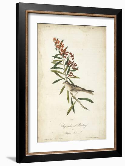 Delicate Bird and Botanical II-John James Audubon-Framed Premium Giclee Print