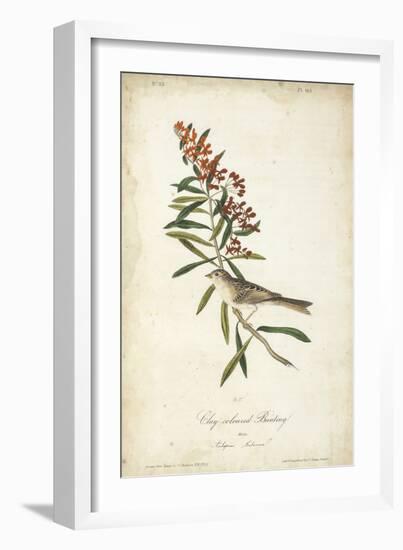 Delicate Bird and Botanical II-John James Audubon-Framed Premium Giclee Print