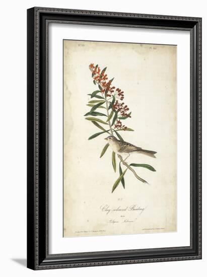 Delicate Bird and Botanical II-John James Audubon-Framed Premium Giclee Print