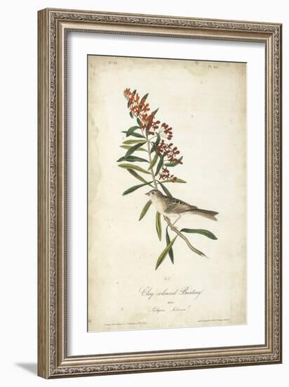 Delicate Bird and Botanical II-John James Audubon-Framed Art Print