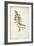 Delicate Bird and Botanical II-John James Audubon-Framed Art Print