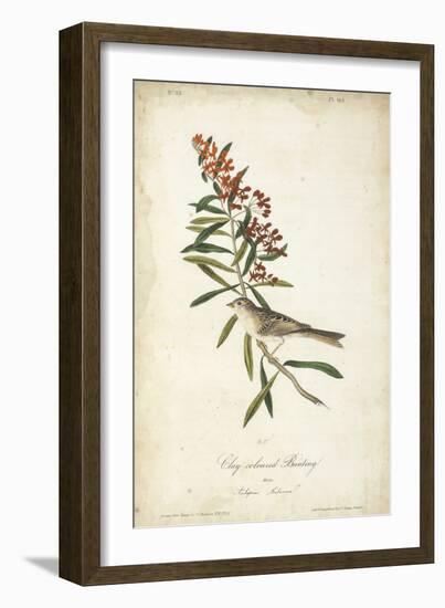 Delicate Bird and Botanical II-John James Audubon-Framed Art Print