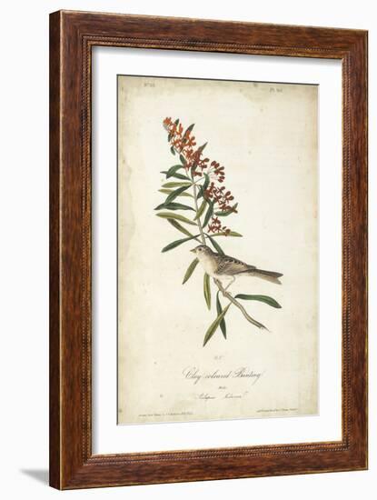 Delicate Bird and Botanical II-John James Audubon-Framed Art Print