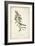 Delicate Bird and Botanical II-John James Audubon-Framed Art Print