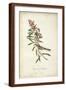 Delicate Bird and Botanical II-John James Audubon-Framed Art Print