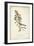 Delicate Bird and Botanical II-John James Audubon-Framed Art Print