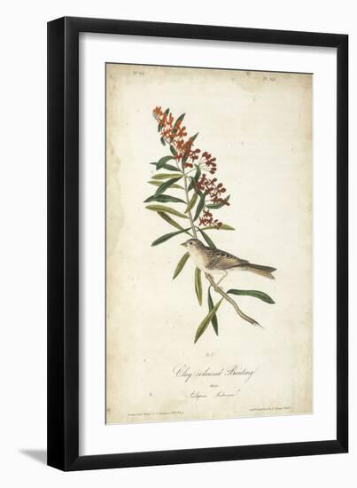 Delicate Bird and Botanical II-John James Audubon-Framed Art Print