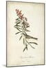 Delicate Bird and Botanical II-John James Audubon-Mounted Art Print