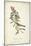 Delicate Bird and Botanical II-John James Audubon-Mounted Art Print
