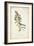 Delicate Bird and Botanical II-John James Audubon-Framed Art Print