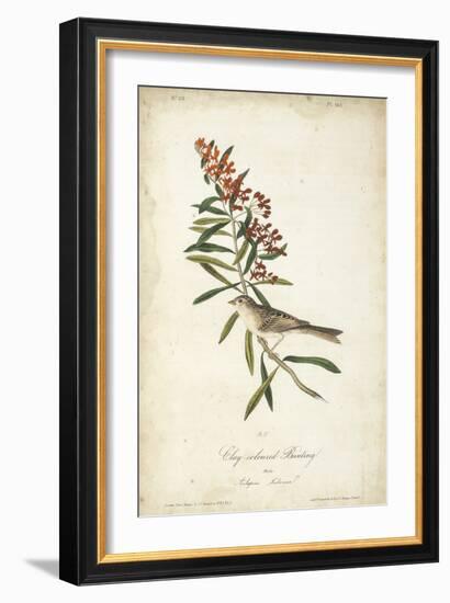 Delicate Bird and Botanical II-John James Audubon-Framed Art Print