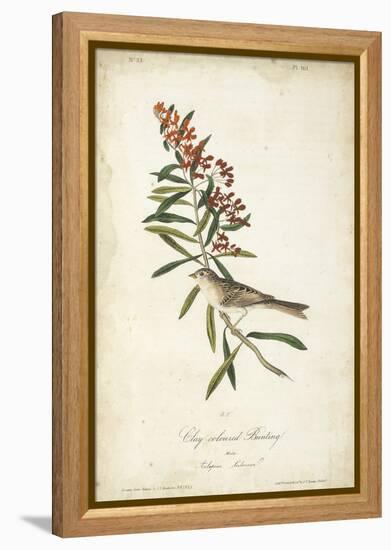 Delicate Bird and Botanical II-John James Audubon-Framed Stretched Canvas